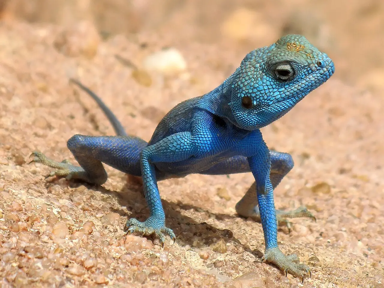 Reptilă