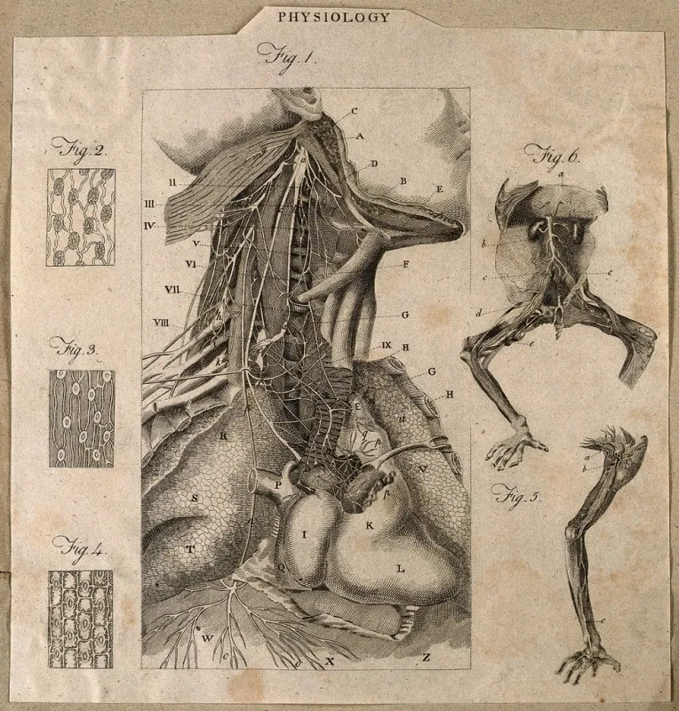 Sân