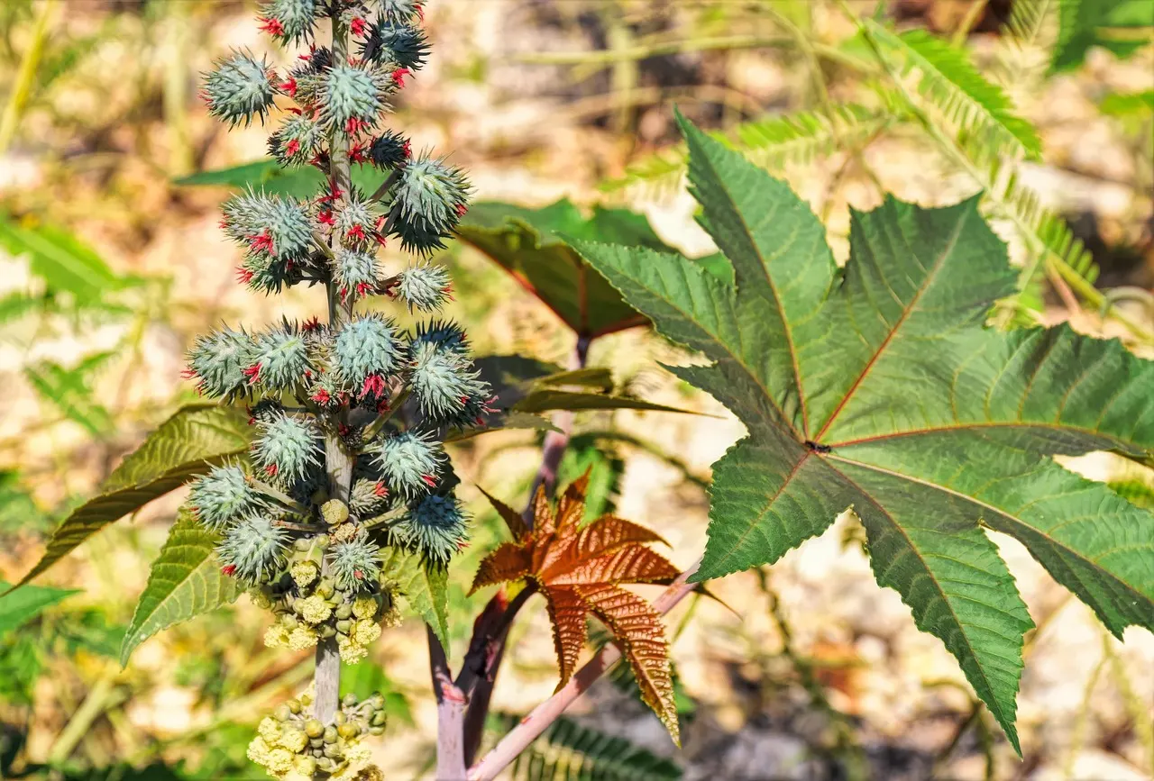 Ulei de ricin