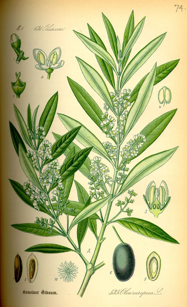 Măsline