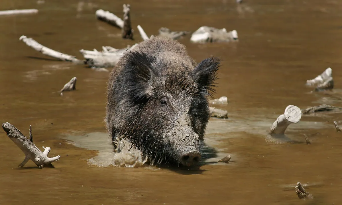 Porc