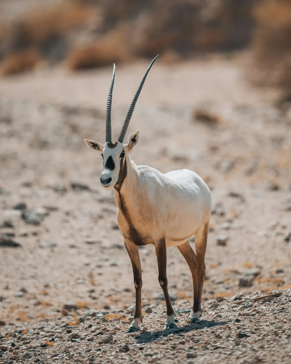 Antilope
