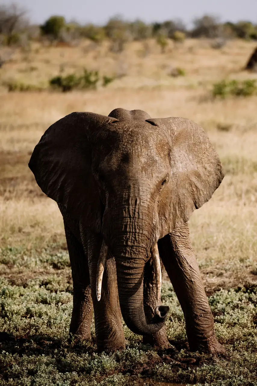 Elefant