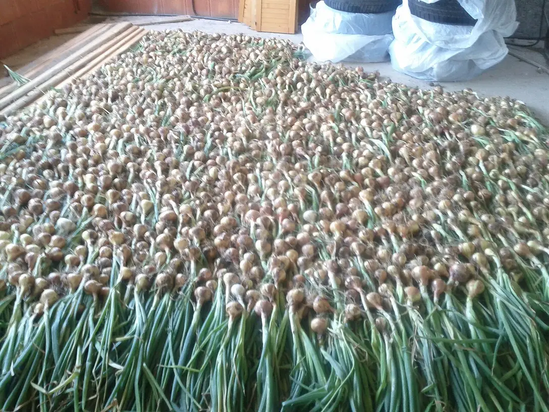 Recoltă