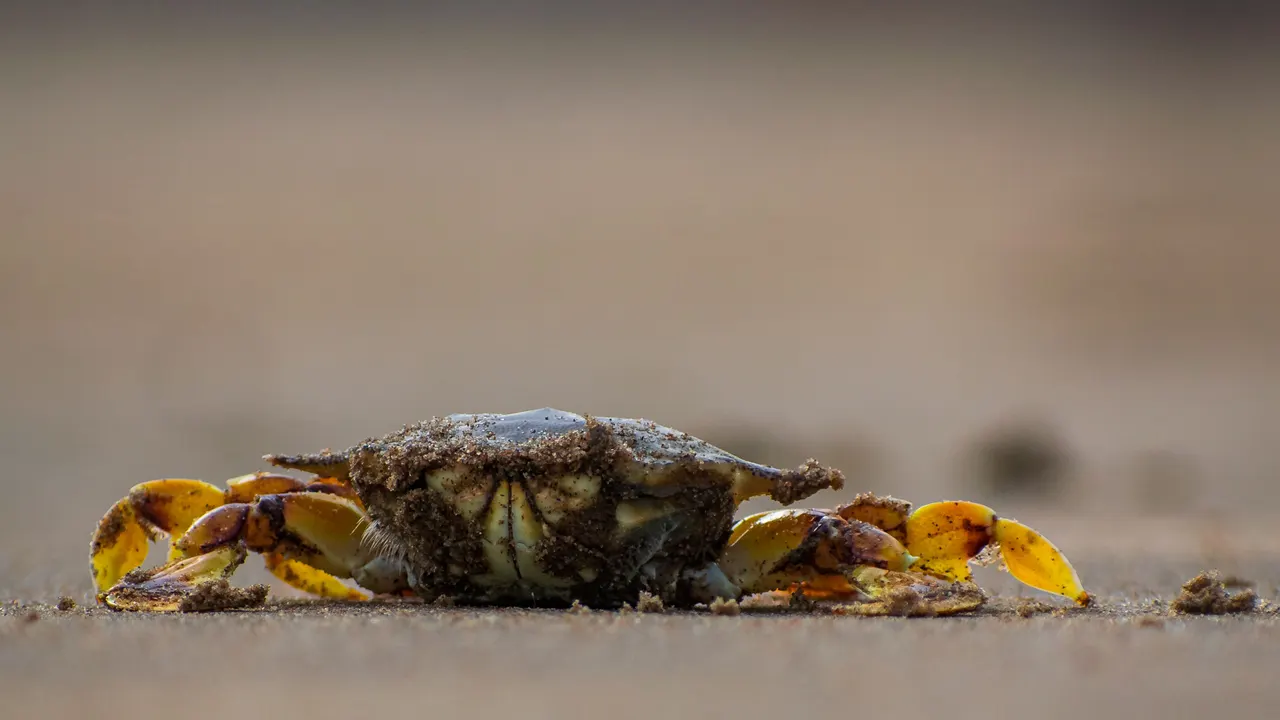 Crab