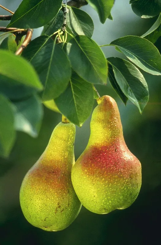 Pere