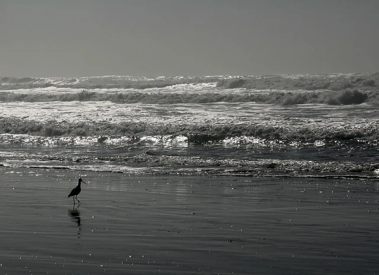 Ocean