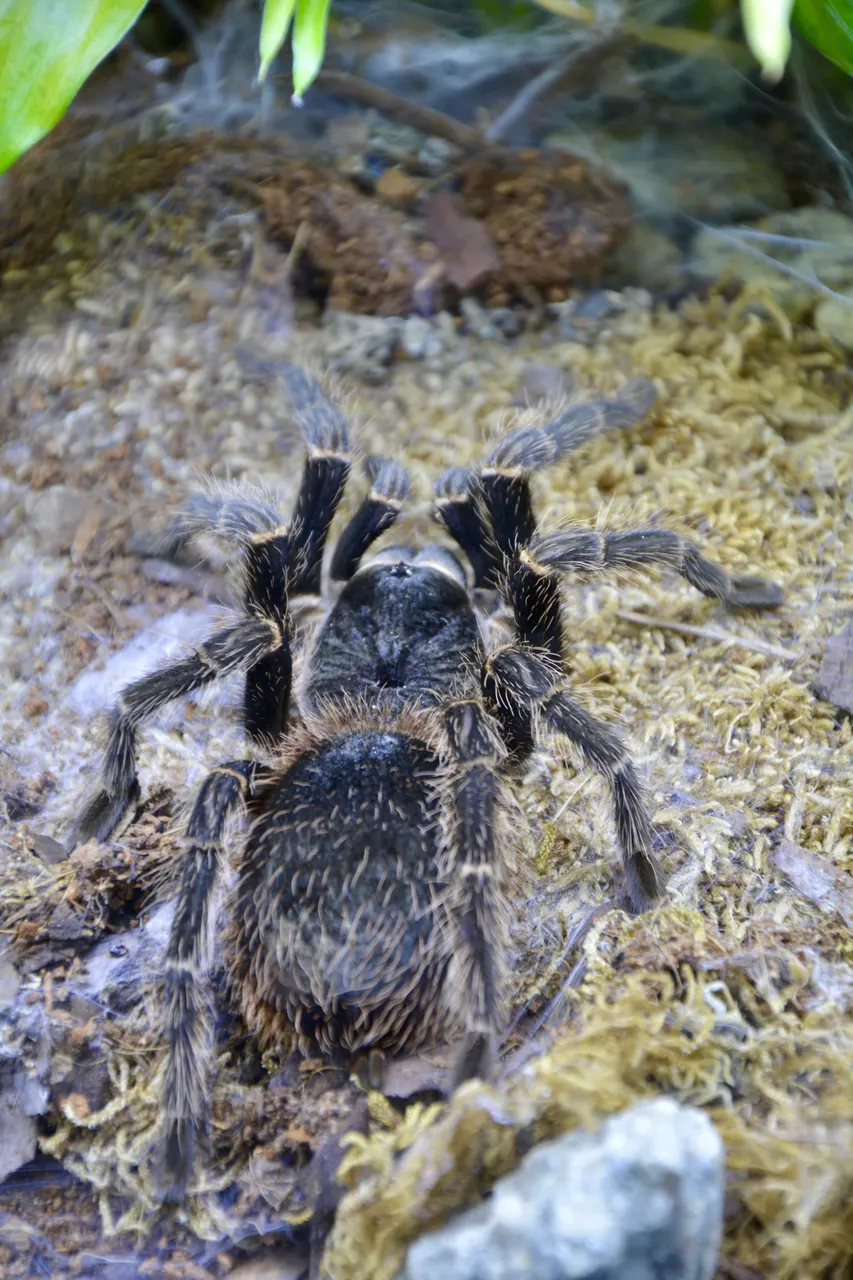 Tarantulă