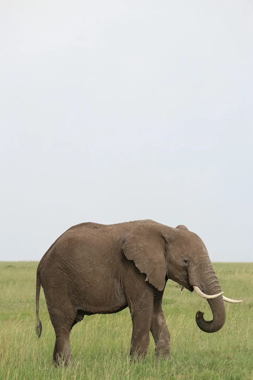 Africa