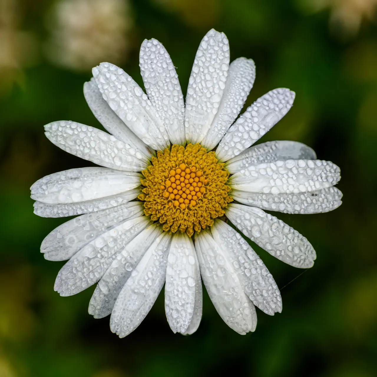 Margaretă