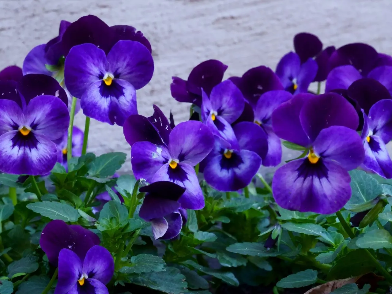 Violete