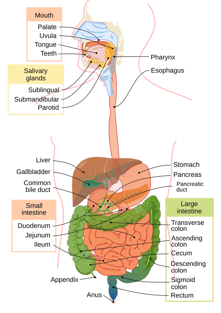 Intestine