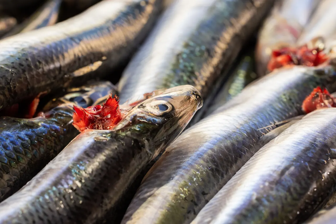 Sardine