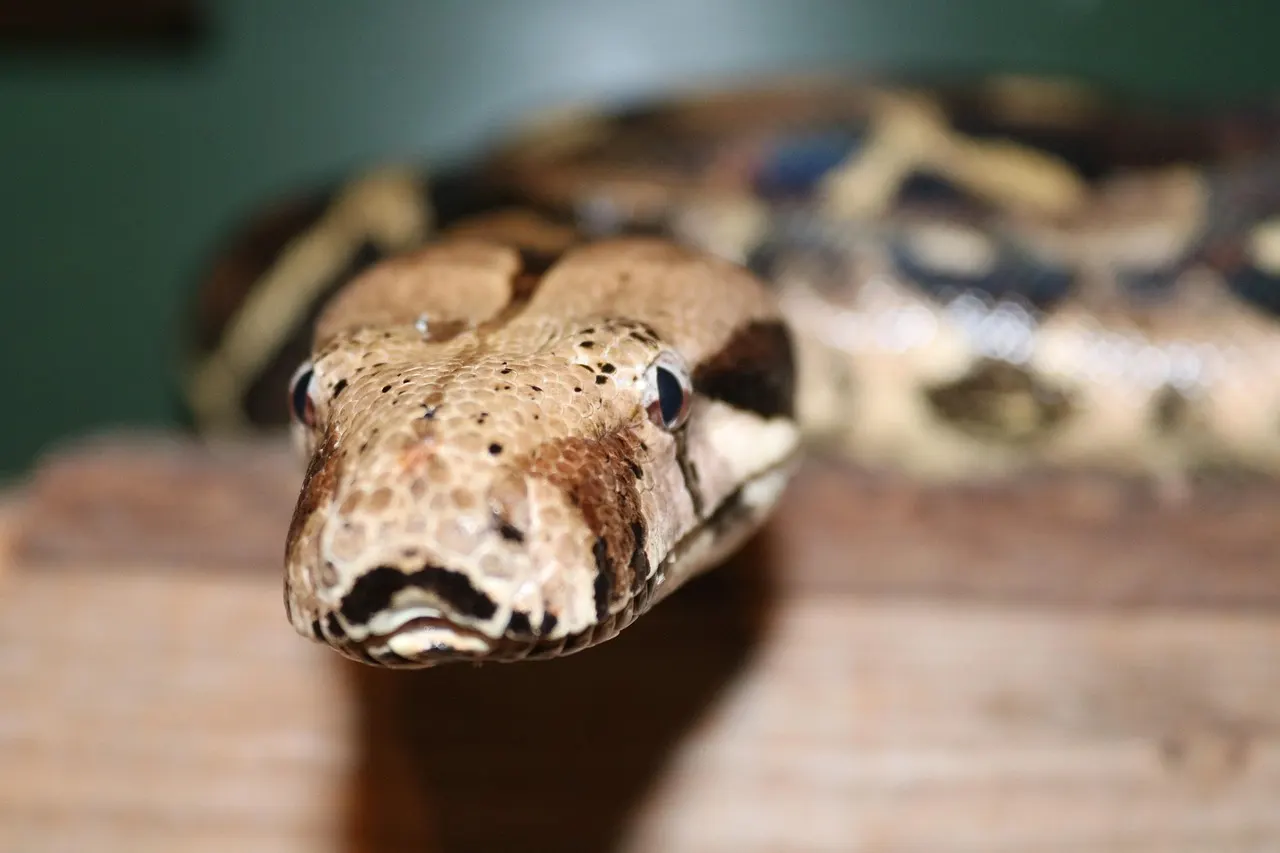 Boa constrictor