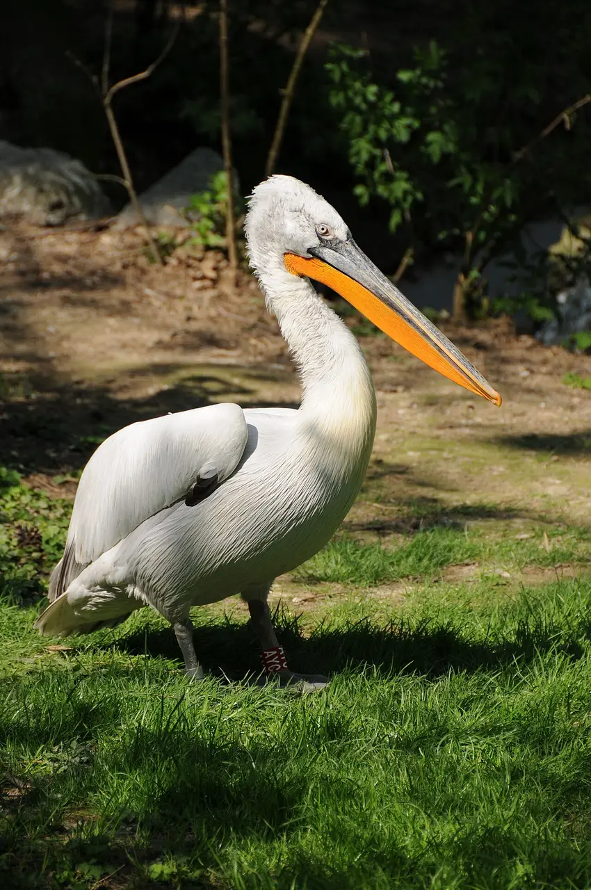 Pelican