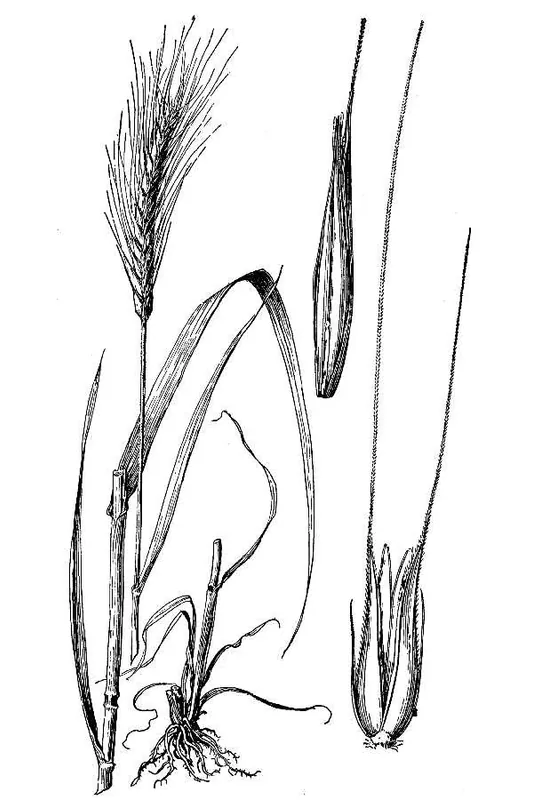 Secară
