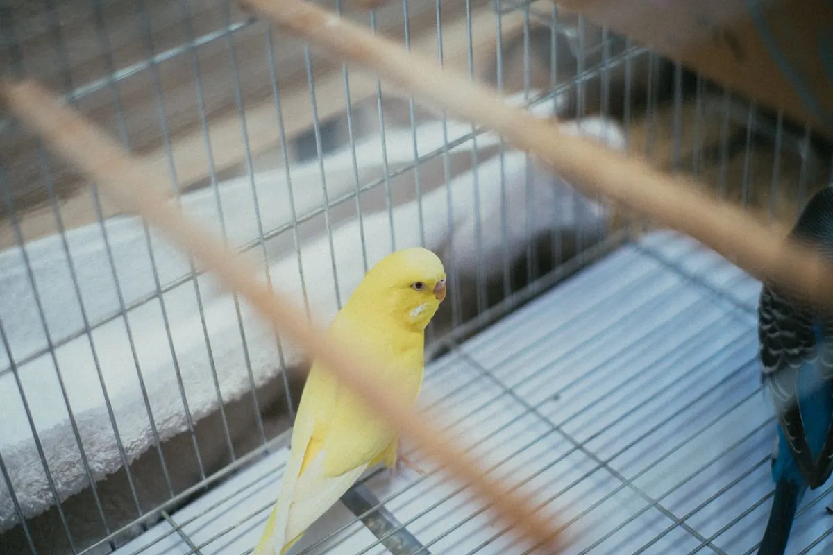 Canari