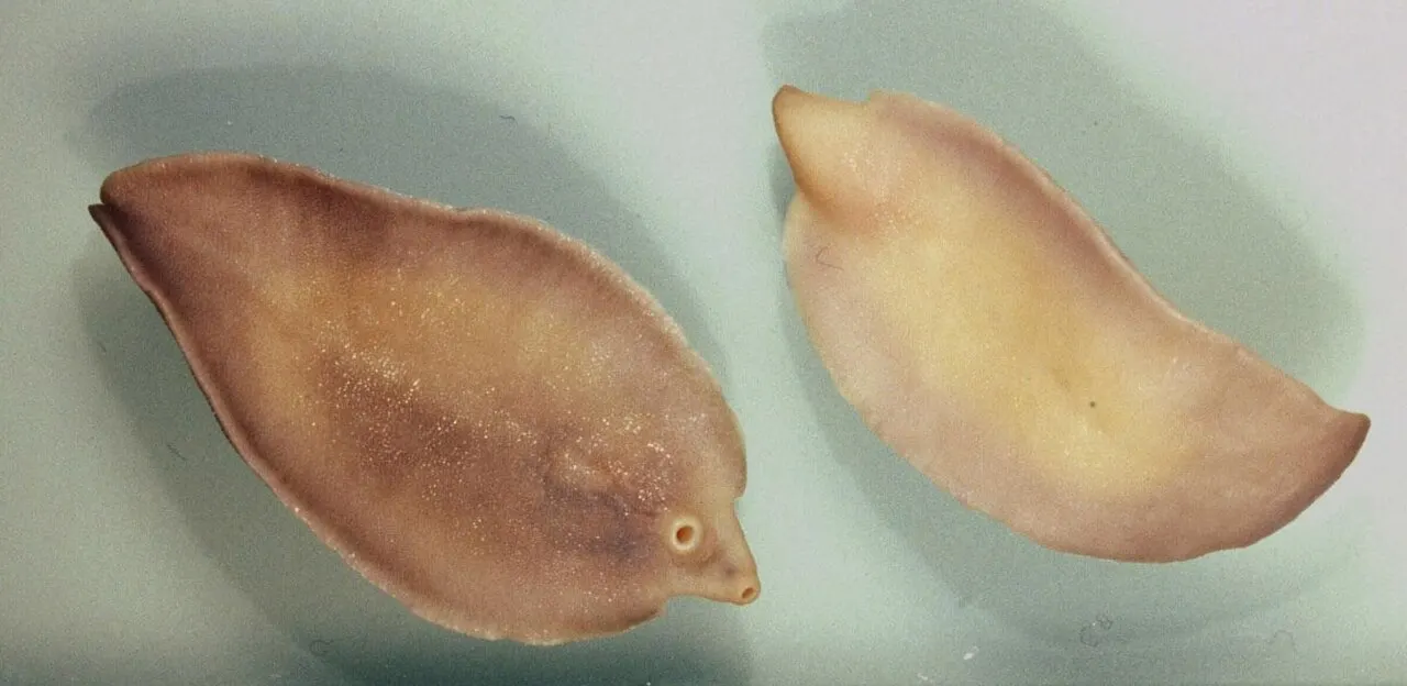 Viermi