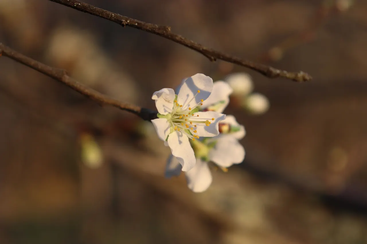 Copaci și arbuști înfloriți