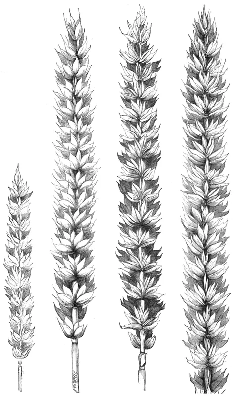 Grâu