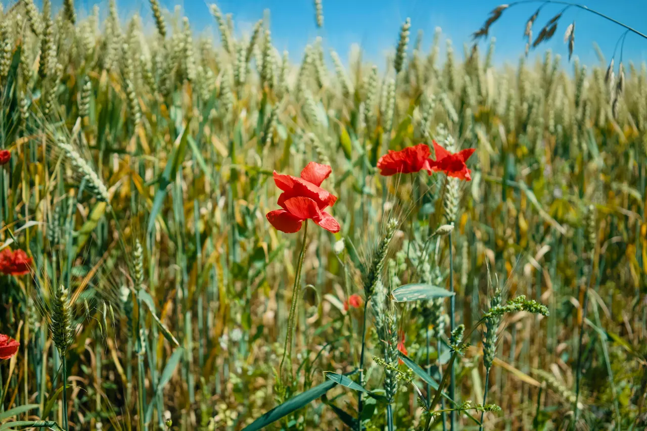 August