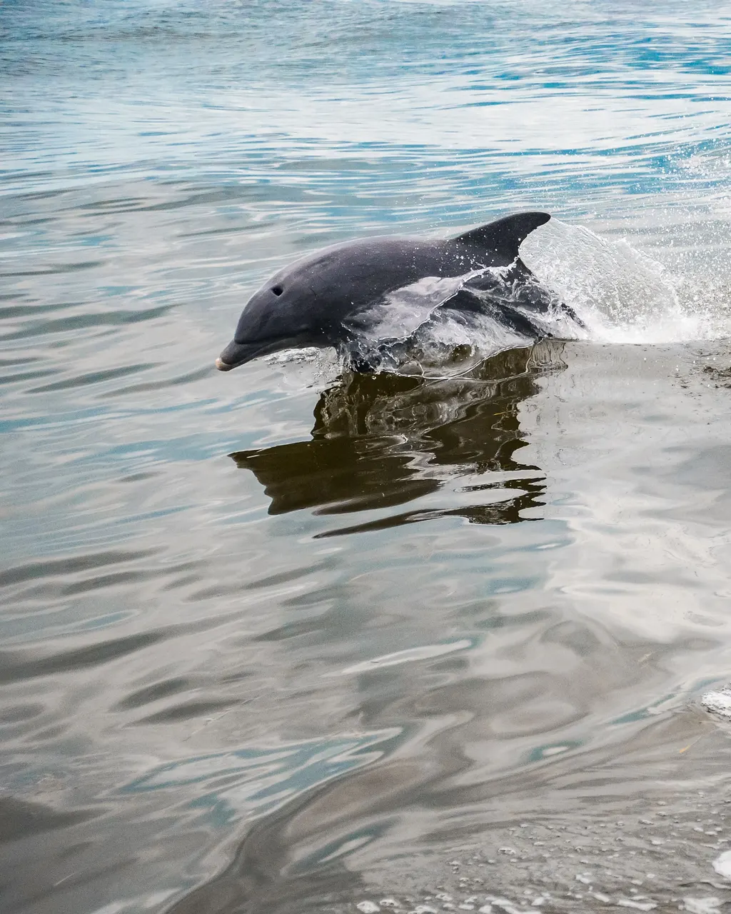 Delfin