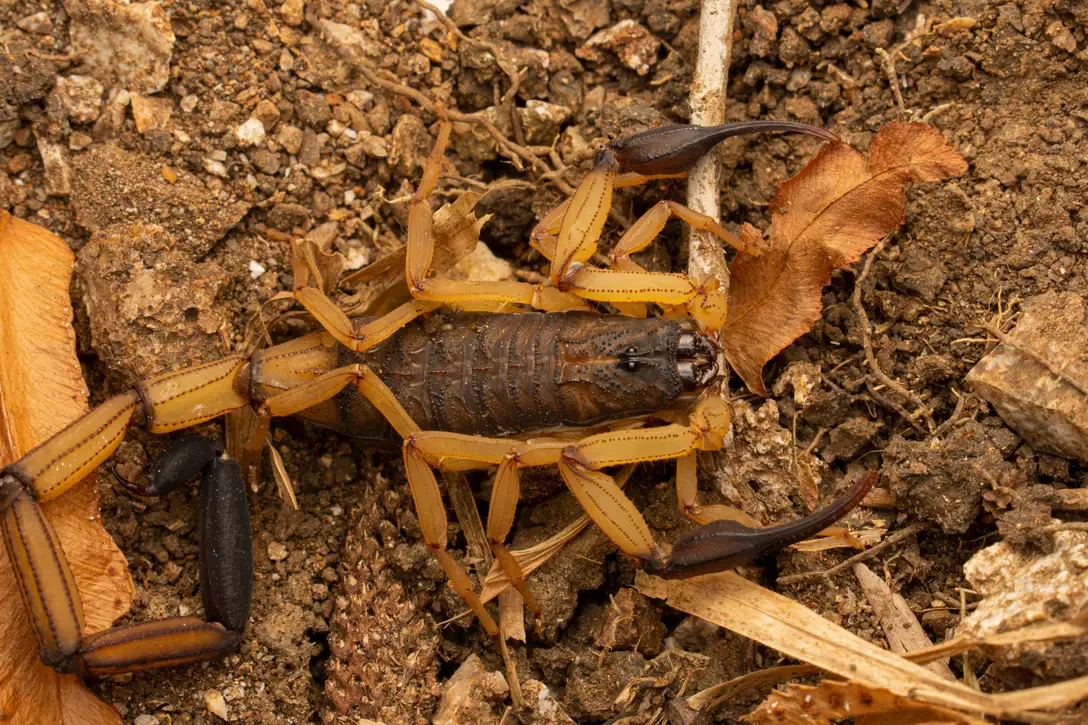 Scorpion