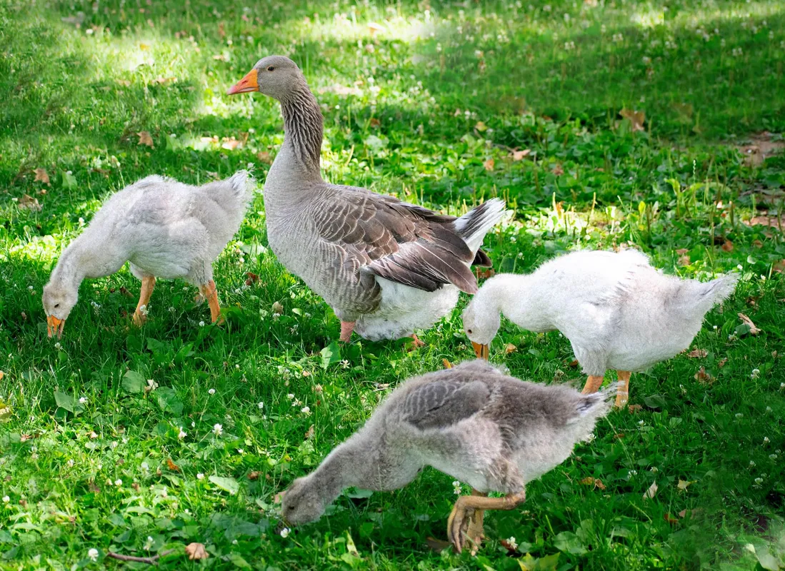 Gâște