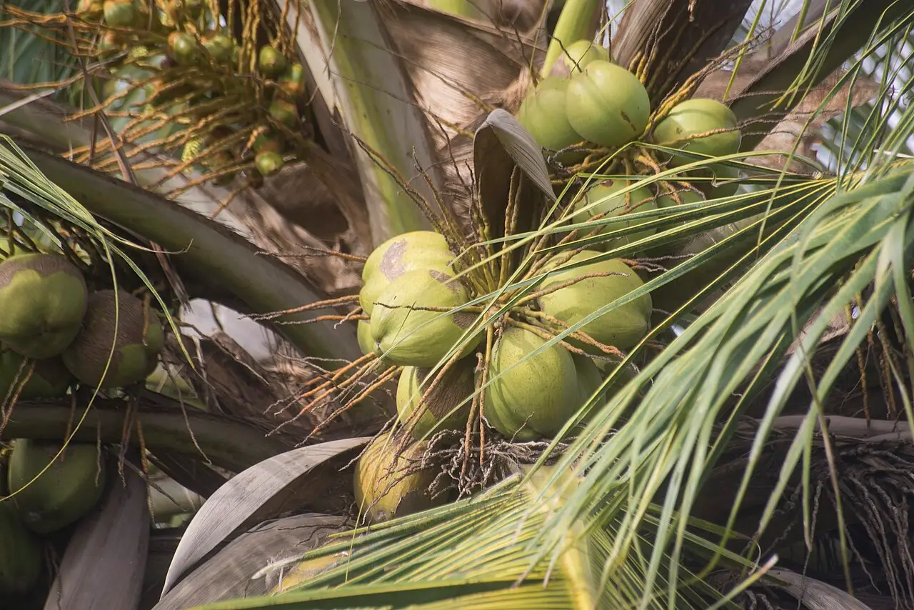 Nucă de cocos