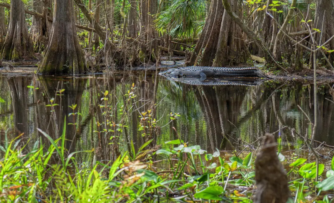 Aligator