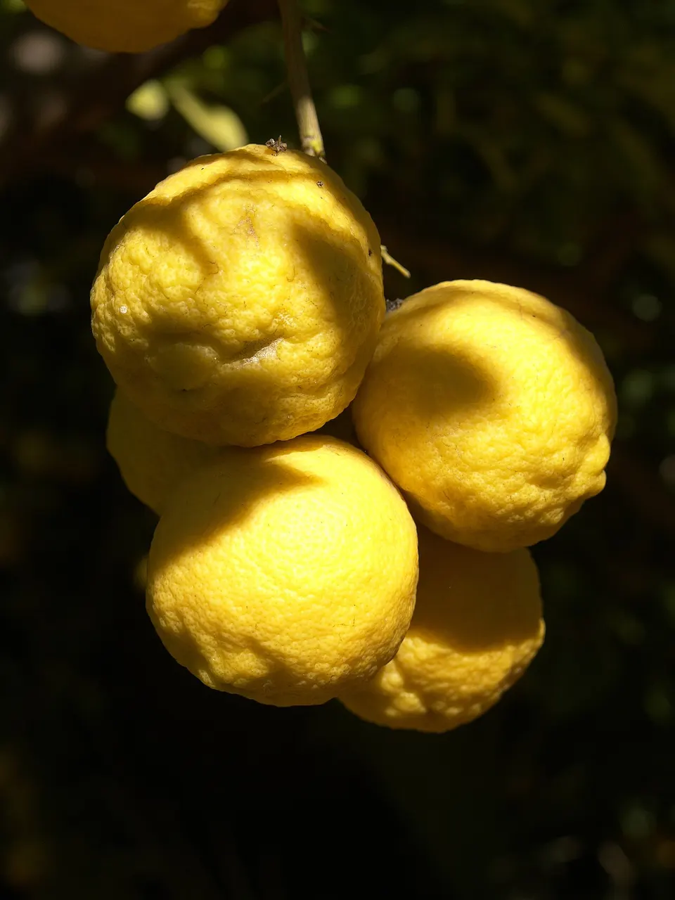 Lămâi