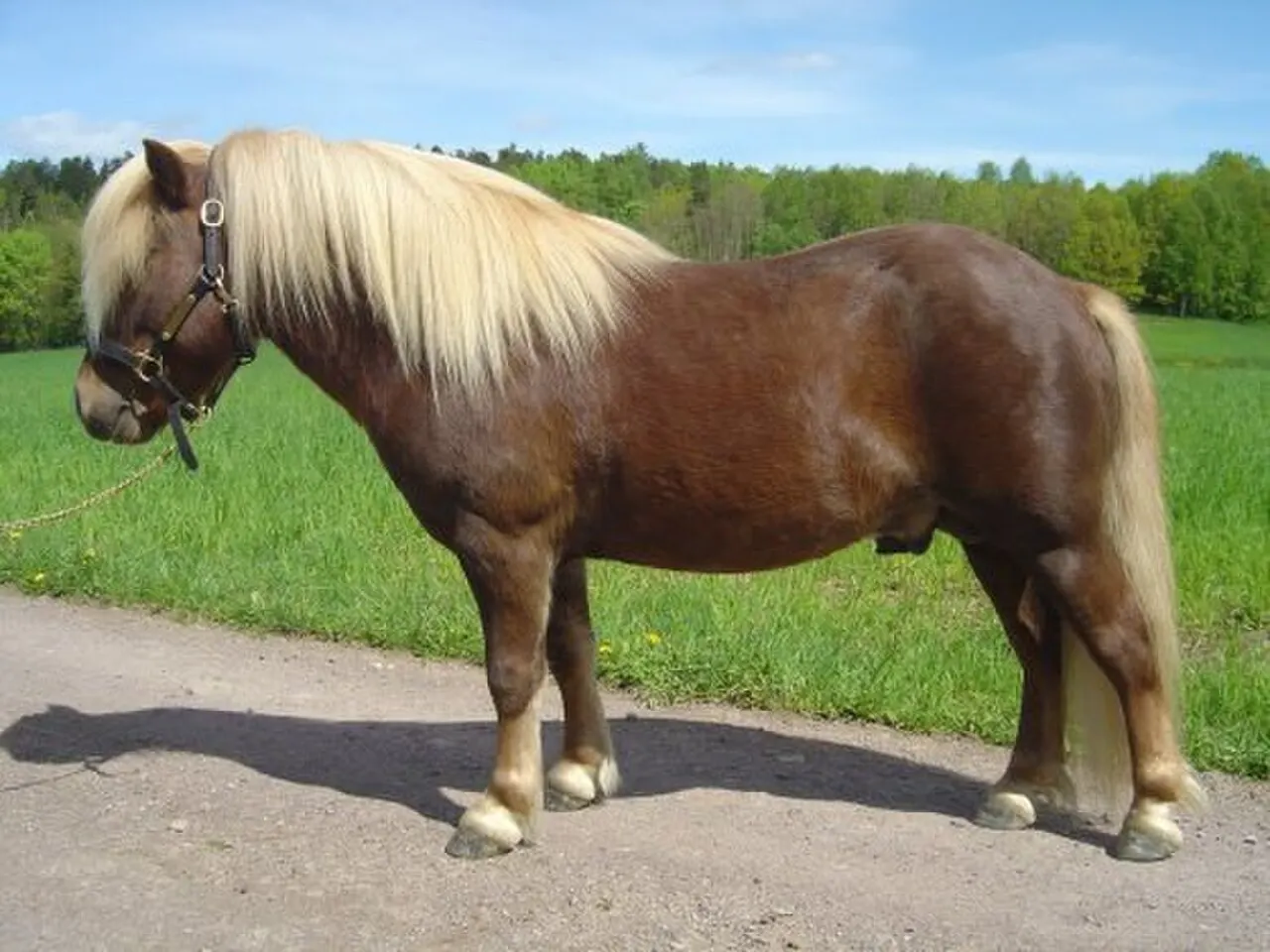 Ponei