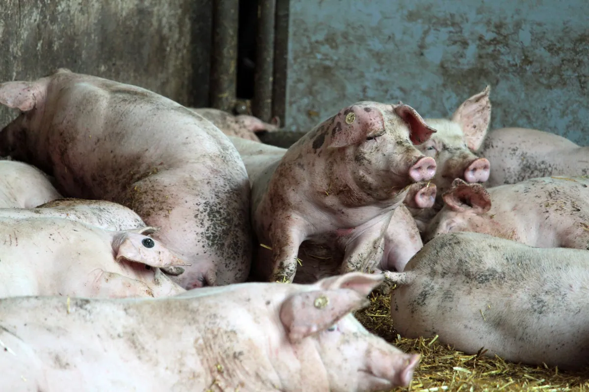 Porci