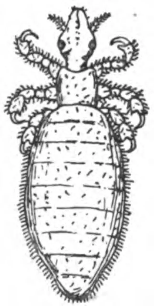 Păduche