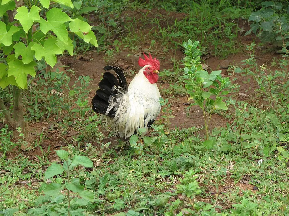 Găină bantam