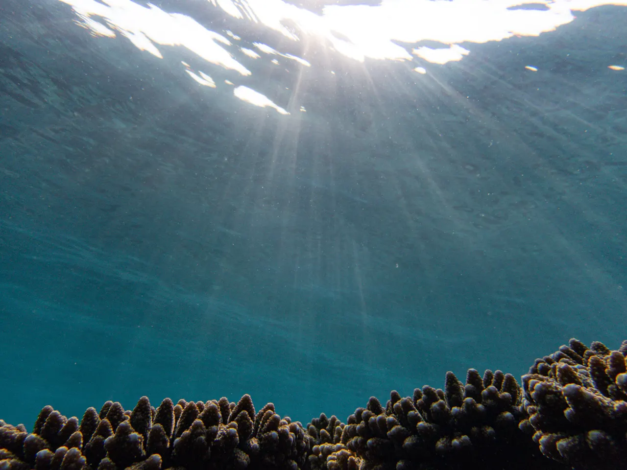 Coral