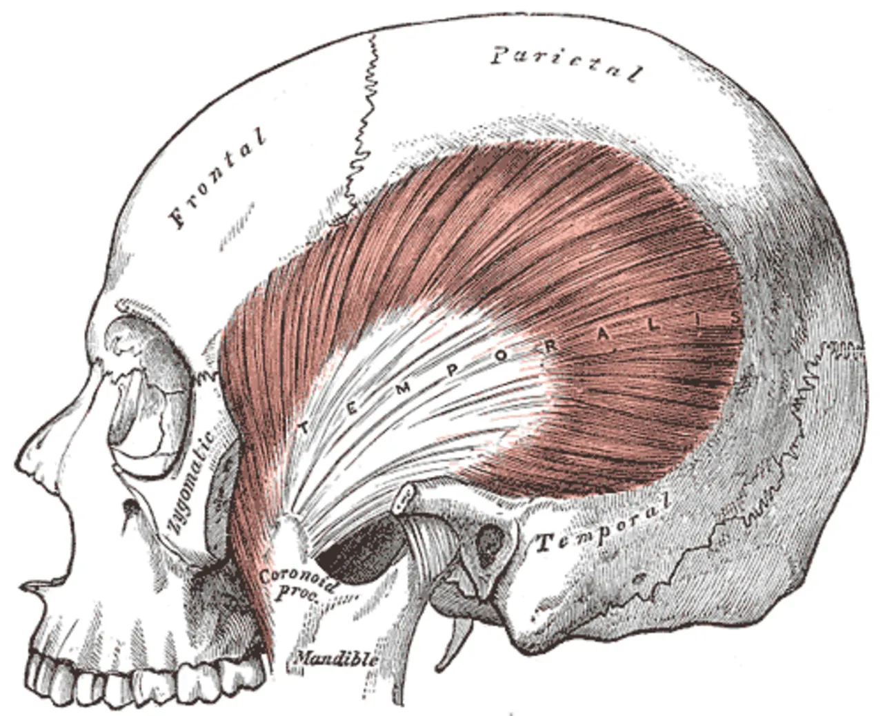 Mușchi muscular