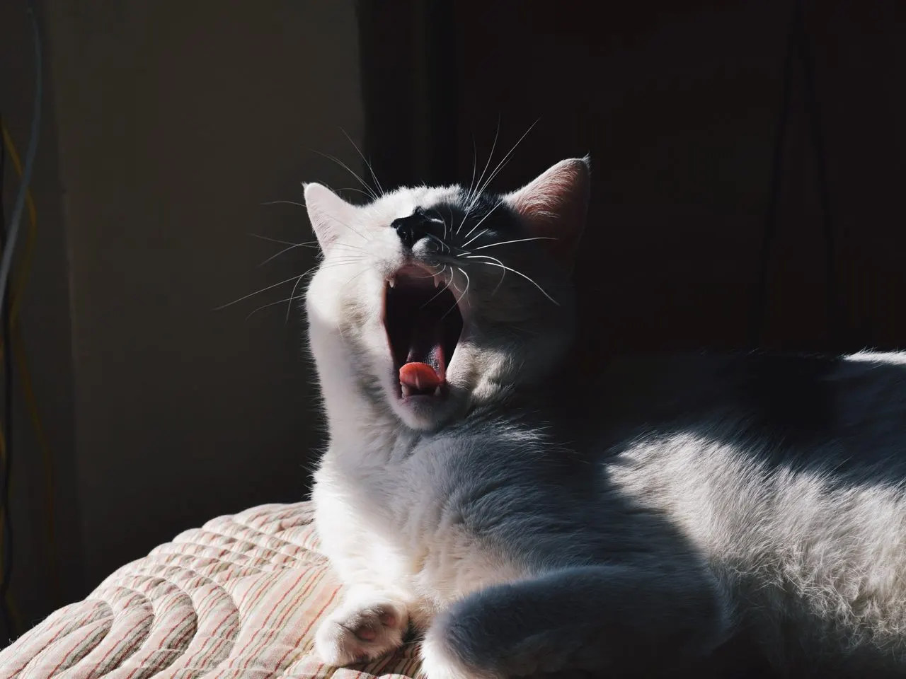 Căscat