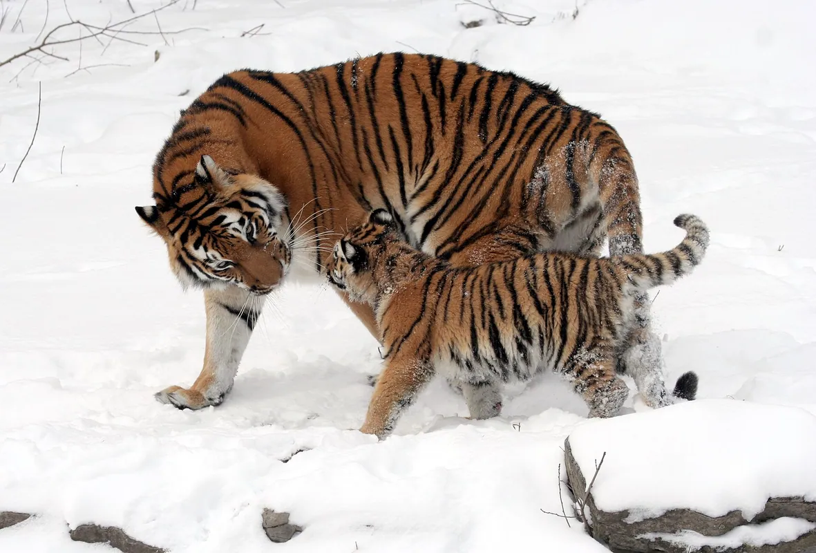 Grădină zoologică