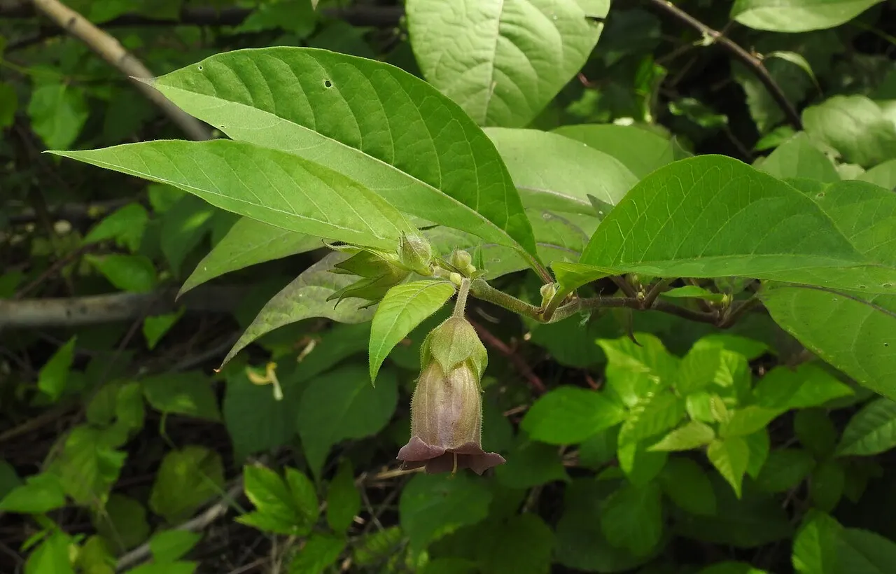 Belladonna