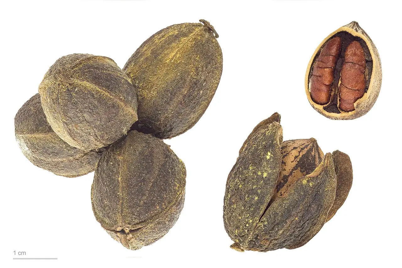 Nuci pecan