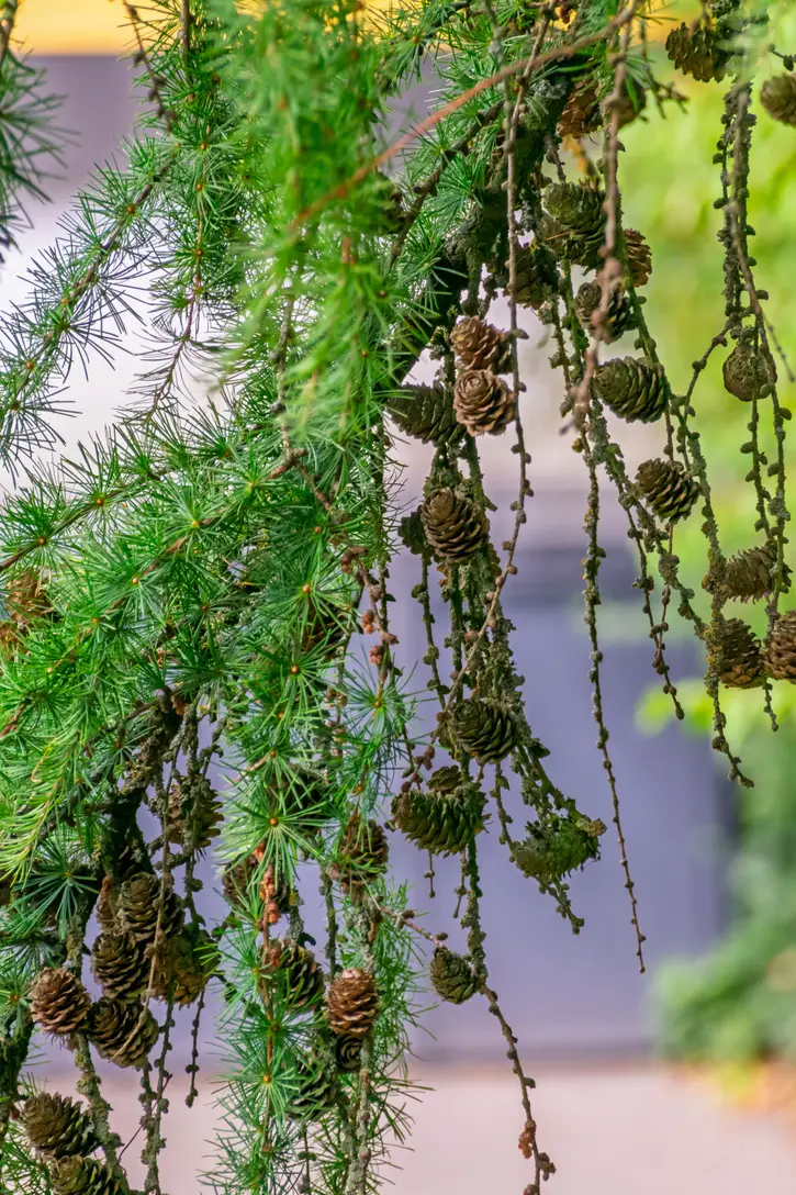 Plantă veșnic verde