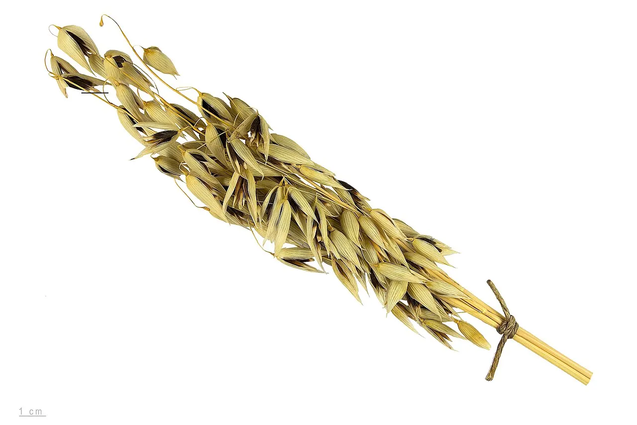Ovăz