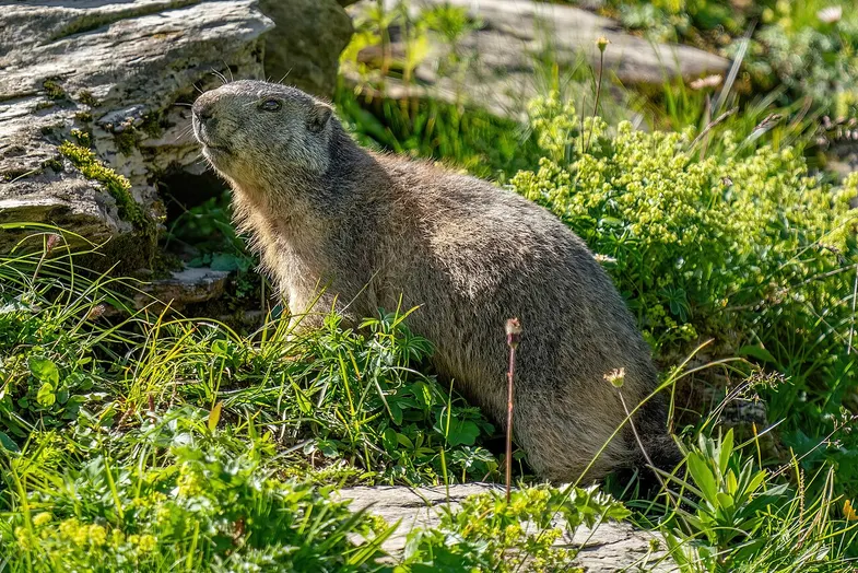 Marmotă