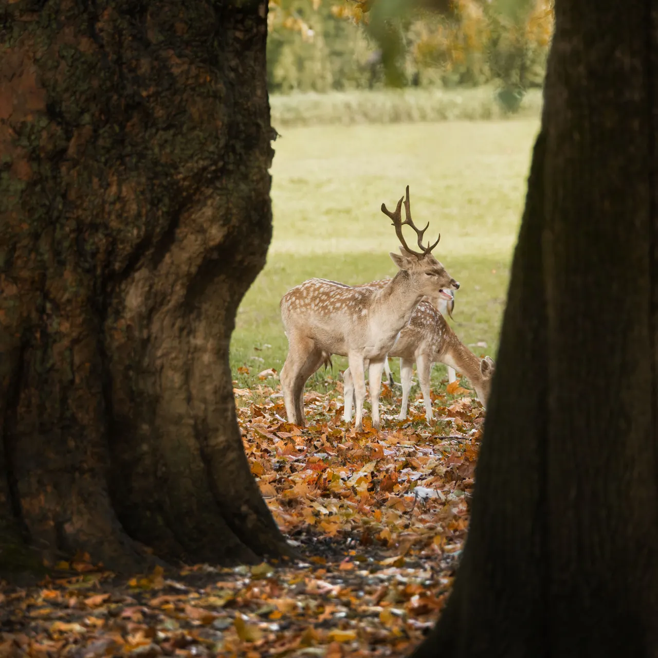 Cervid (căprioară sau cerb)
