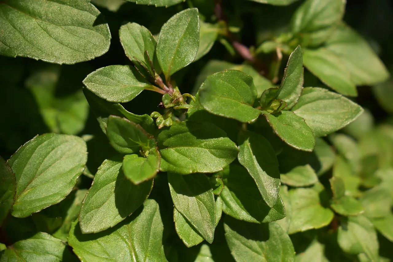 Mentă