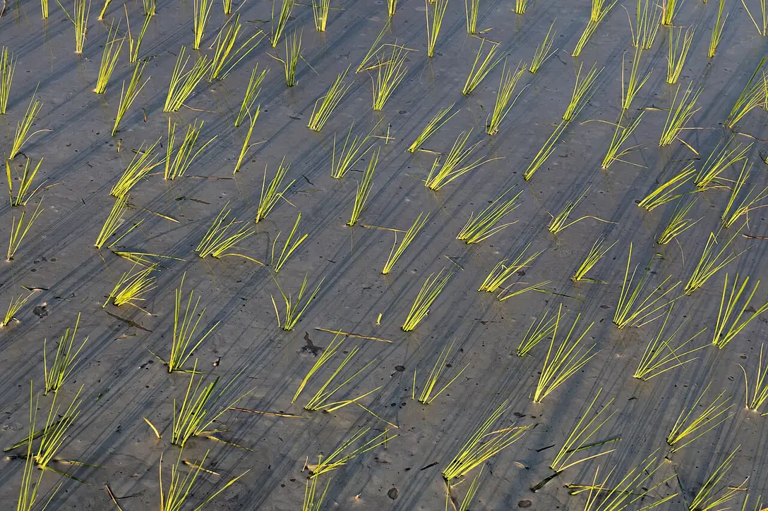 Orez
