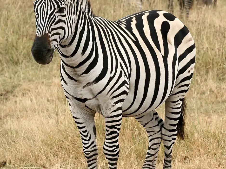 Zebră
