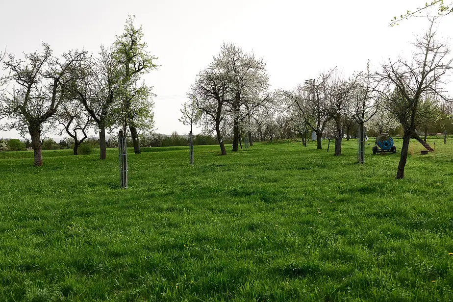 Peluză