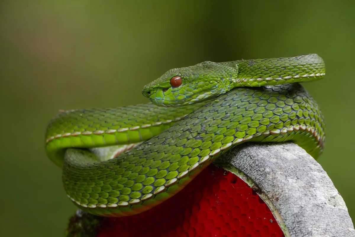 Asp (șarpe veninos)